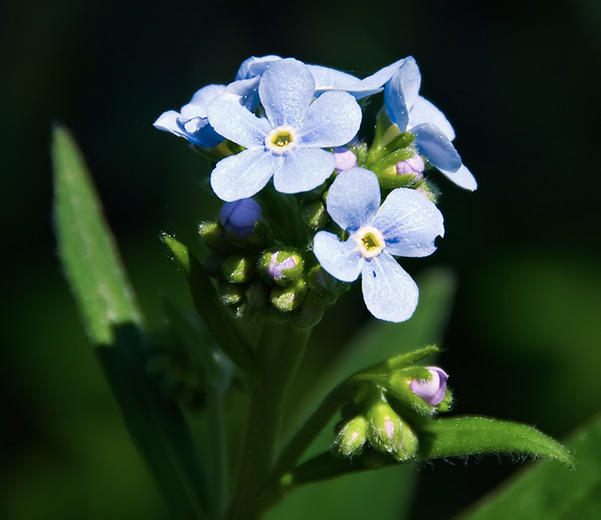 false forget me not